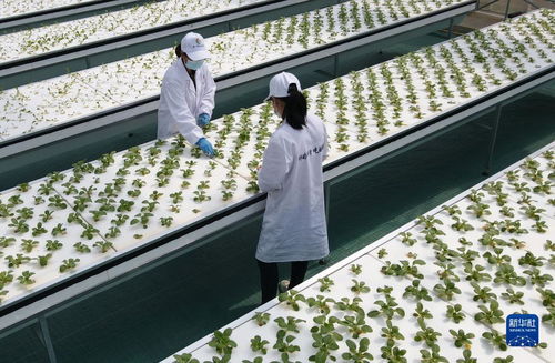 智慧菜园子 生物科技让蔬菜长在墙上，好吃又时尚